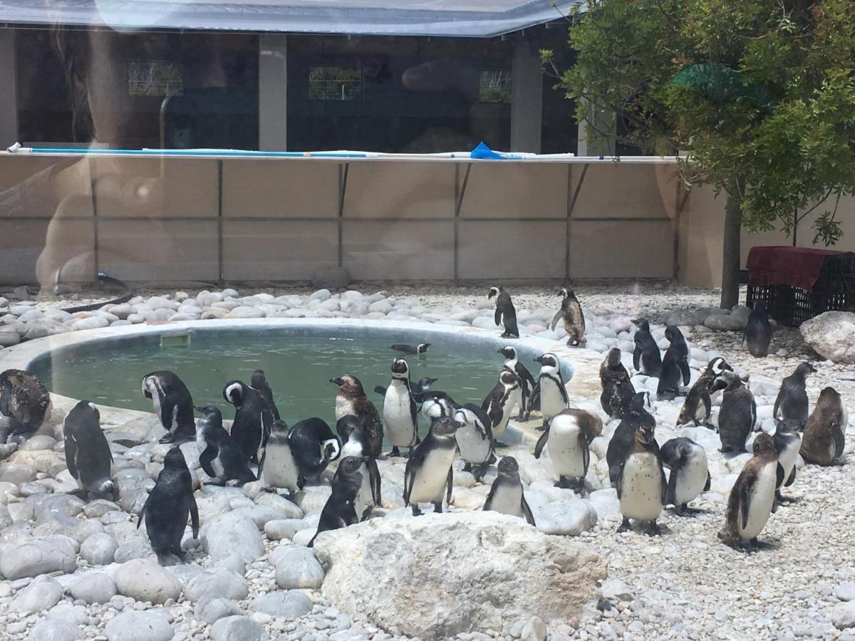 Ons C-Huis - Gansbaai Seafront Accommodation, Back-Up Power Bagian luar foto